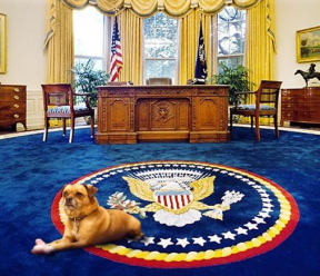 What Are Your Thoughts on the Presidential Election?